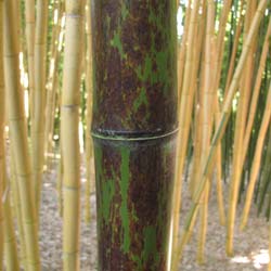 Bambou Phyllostachys nigra boryana